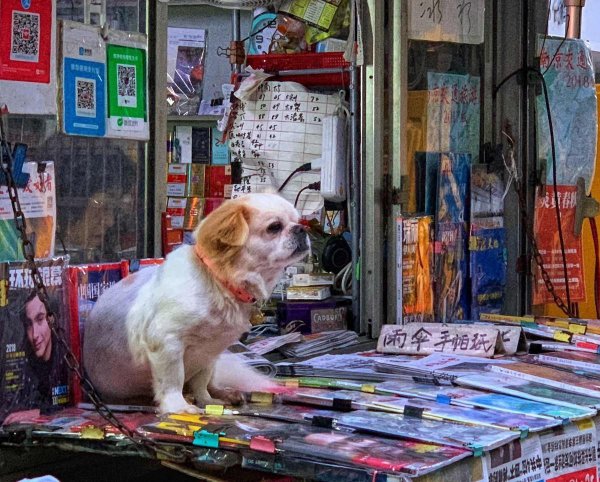 农村找狗很灵的方法