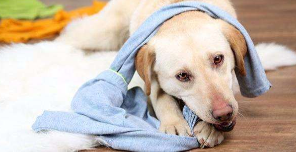 农村找狗很灵的方法