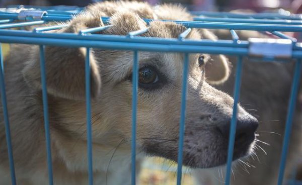 农村找狗很灵的方法