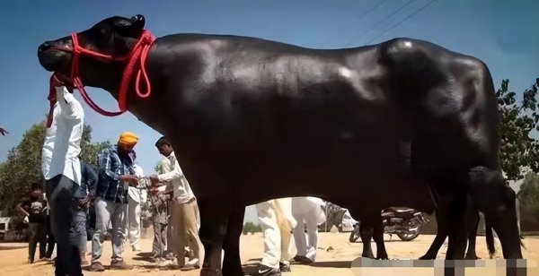 最贵的牛是什么牛哪个国家的