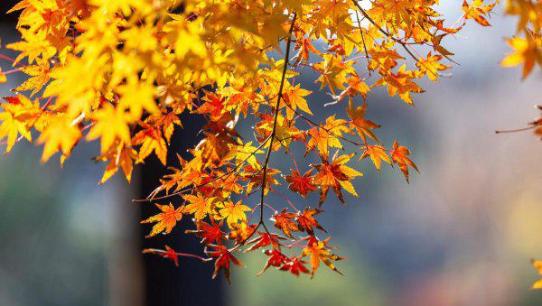 原耽里文笔极佳的句子