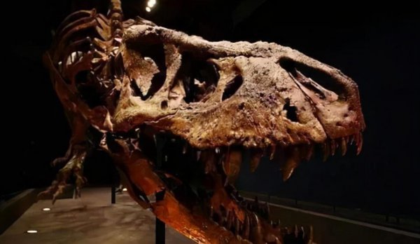 尼古拉斯凯奇怎么破的产