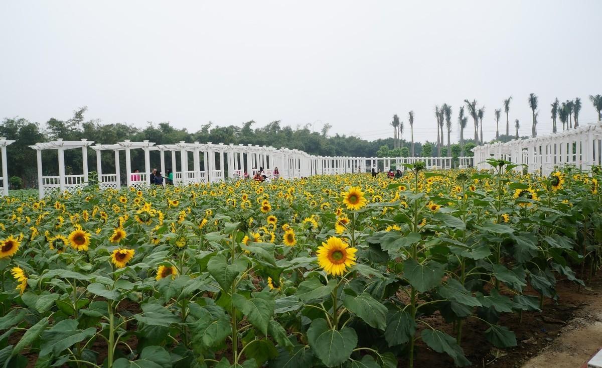 广州面积多少平方公里