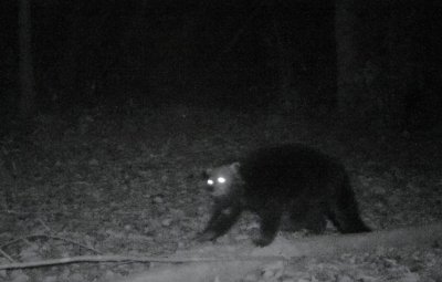 五条腿的动物有没有 五腿兽是熊狸的招牌吗