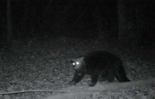 五条腿的动物有没有