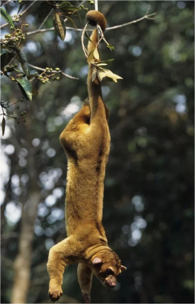 五条腿的动物有没有
