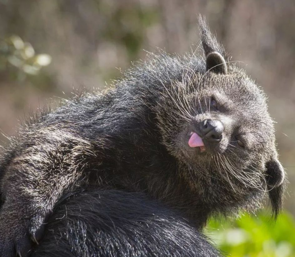 五条腿的动物有没有