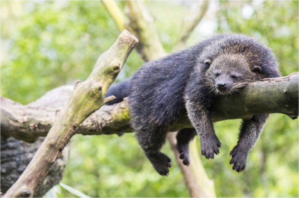 五条腿的动物有没有