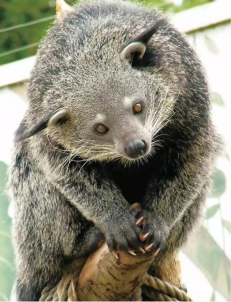 五条腿的动物有没有