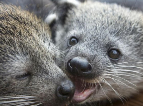 五条腿的动物有没有