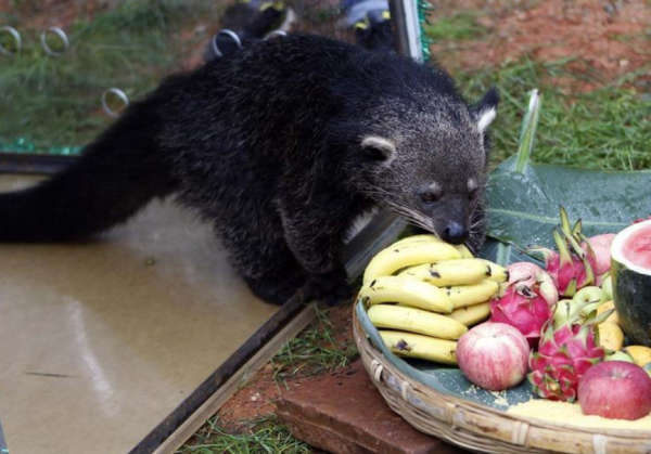 五条腿的动物有没有