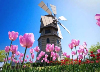 郁金香泡沫事件 荷兰人为何疯狂变卖财产只为倒卖郁金香