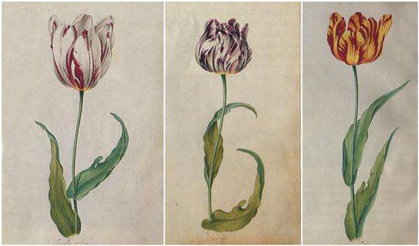 郁金香泡沫事件