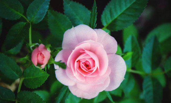 处女座男生喜欢一个人的表现准到爆