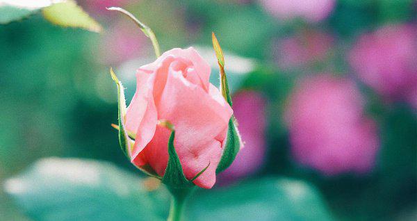 射手其实最爱双鱼的星座