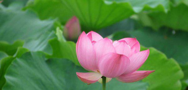 给爱人的一封感动情书赏析