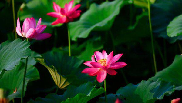 给爱人的一封感动情书赏析