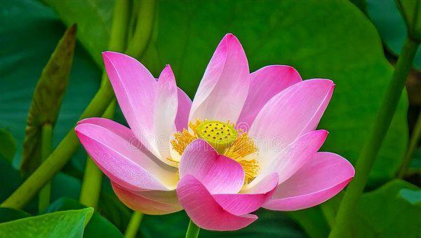 给爱人的一封感动情书赏析