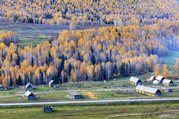 针叶林分布在什么地方