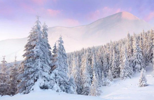 针叶林分布在什么地方