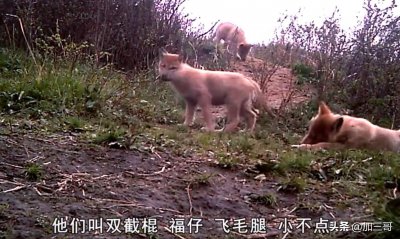 重返狼群格林现状 被人类养大的狼王格林现在还活着吗