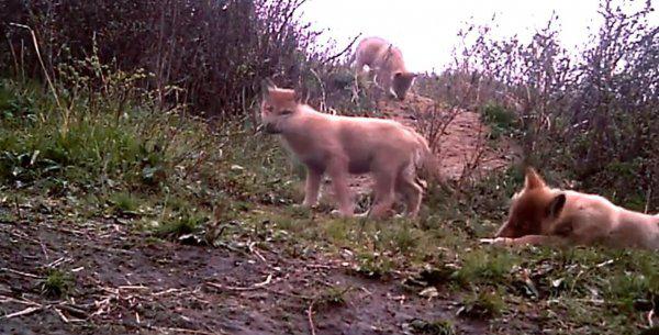 重返狼群格林现状