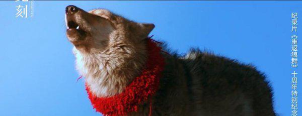 重返狼群格林现状