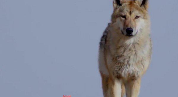 重返狼群格林现状