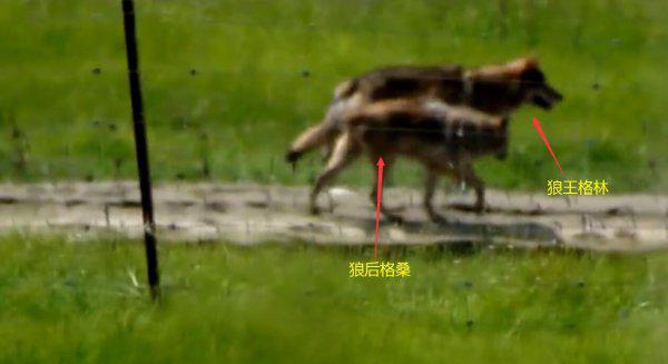 重返狼群格林现状