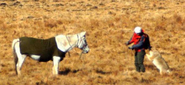 重返狼群格林现状