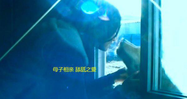 重返狼群格林现状