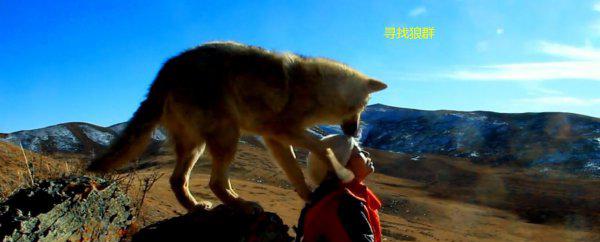 重返狼群格林现状