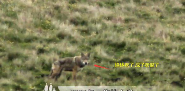 重返狼群格林现状