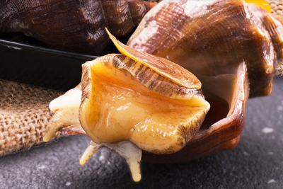 香螺哪些部位不能吃图解 海螺胆及内脏囊切勿食用