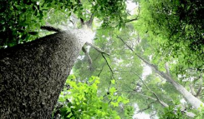 金丝楠木鉴别真假只需3秒 鉴别金丝楠木的的方法