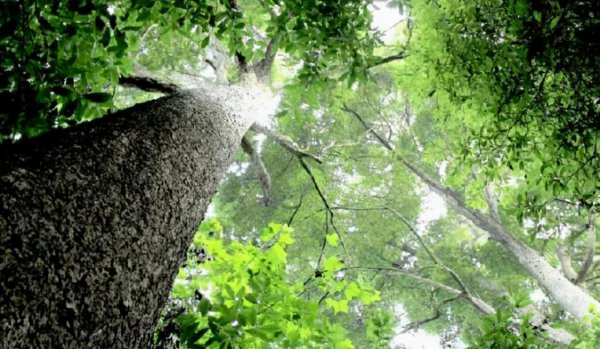 金丝楠木鉴别真假只需3秒