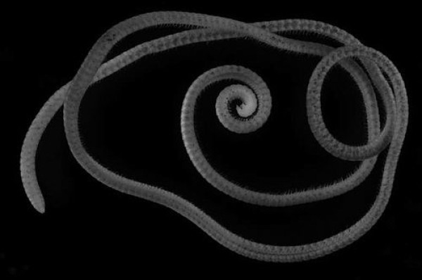 千足虫有多少只脚