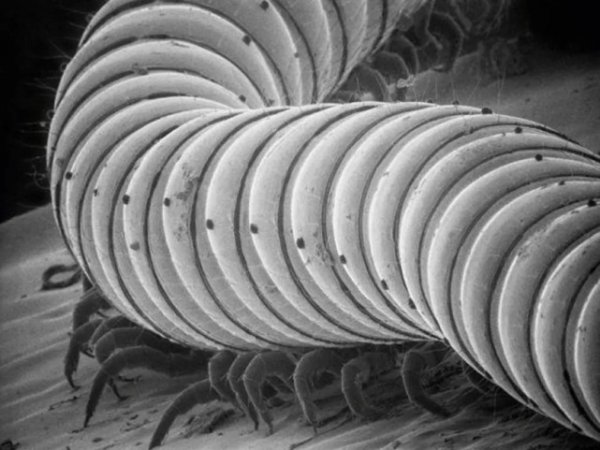 千足虫有多少只脚