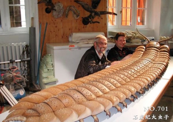 千足虫有多少只脚