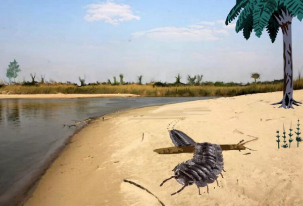 千足虫有多少只脚