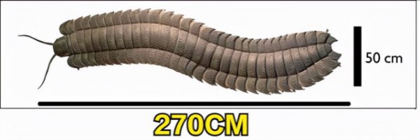 千足虫有多少只脚