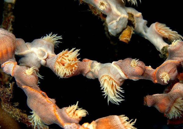 珊瑚属于植物还是动物