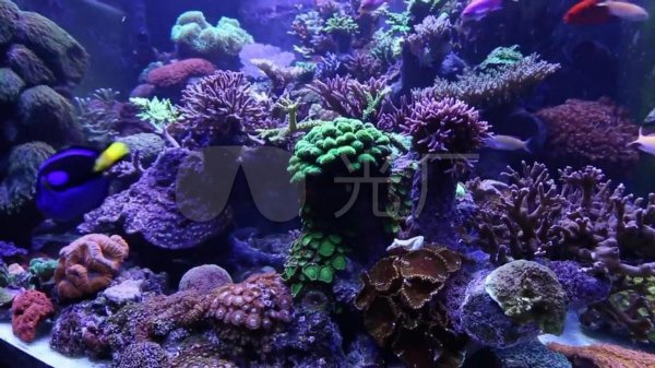 珊瑚属于植物还是动物