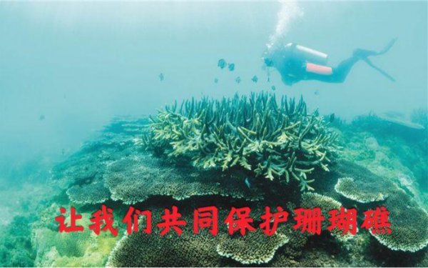 珊瑚属于植物还是动物