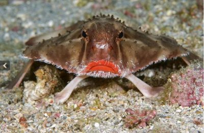 世界上不会游泳的鱼 红唇蝙蝠鱼不会游泳长得也很丑