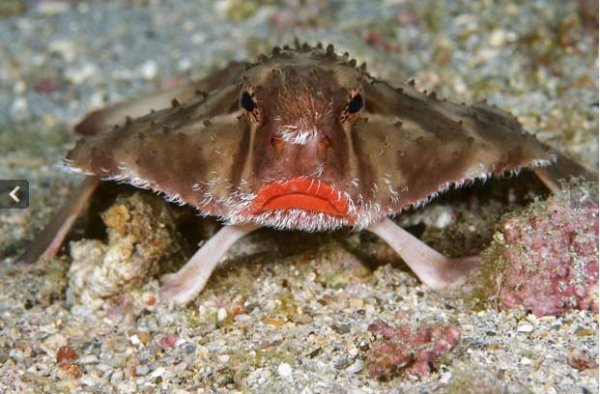 世界上不会游泳的鱼