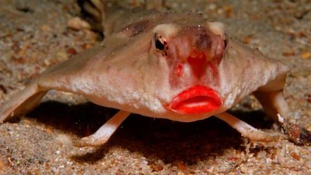 世界上不会游泳的鱼