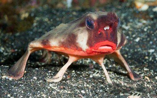 世界上不会游泳的鱼