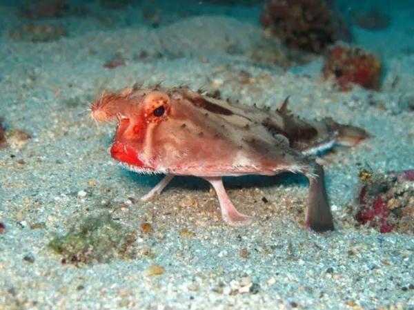 世界上不会游泳的鱼