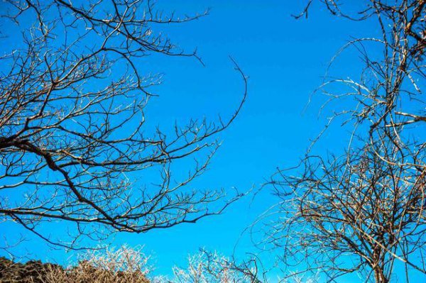 黄山五绝分别是什么地方